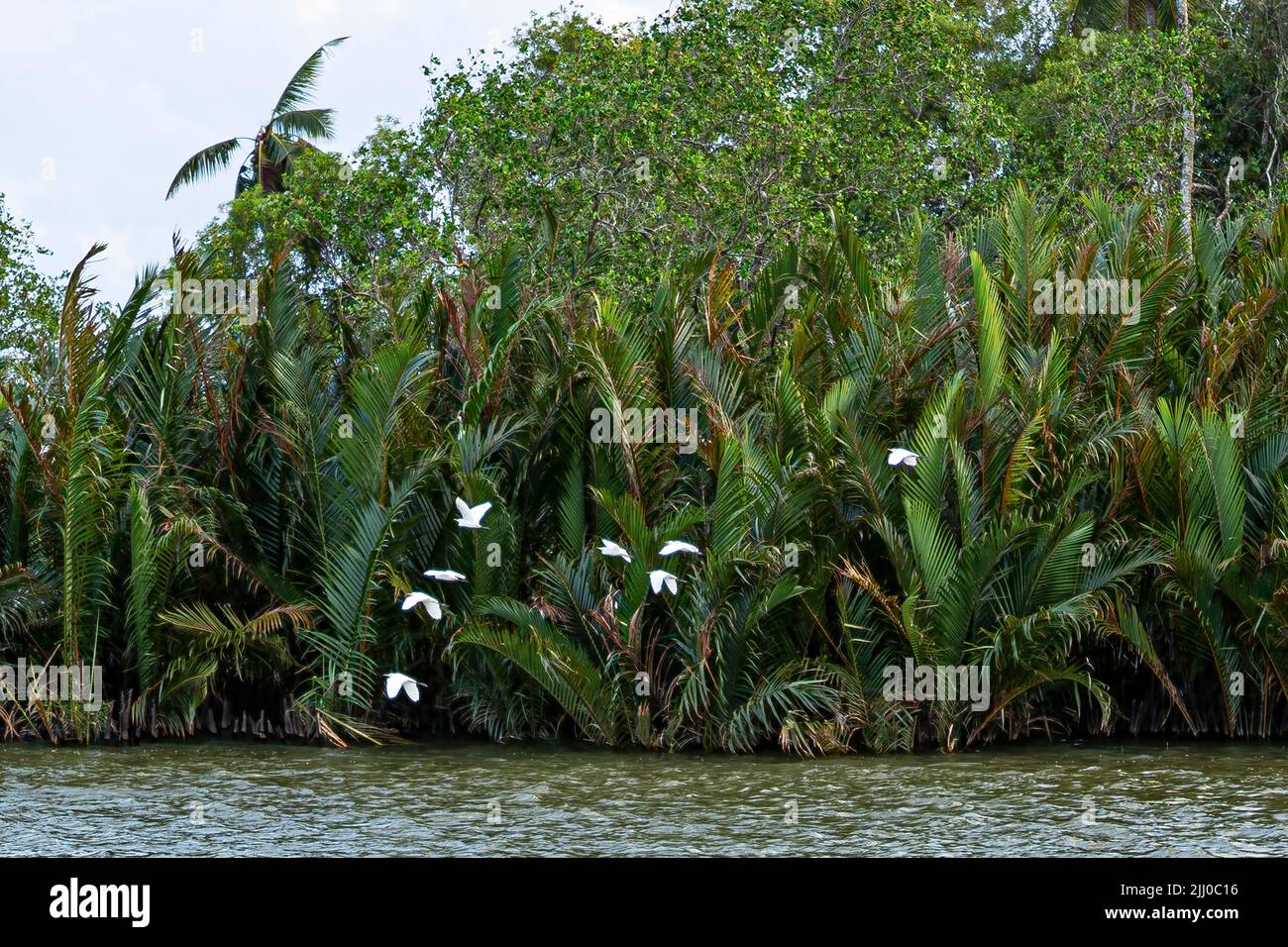 A flock of storks flying low across the river in the evening. Selective focus points. Stock Photo