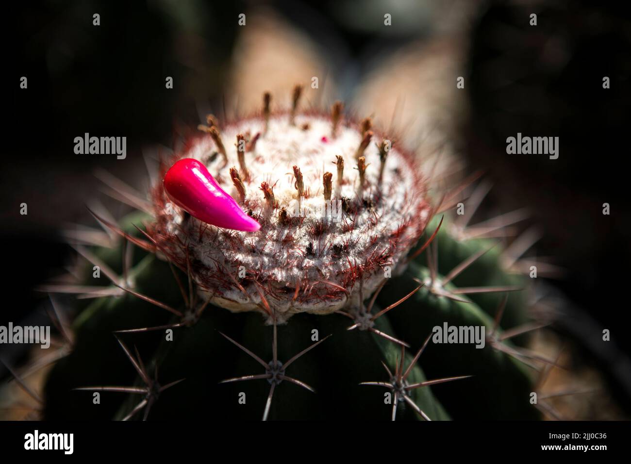 pink fruit of melo cactus on white cephalium Stock Photo