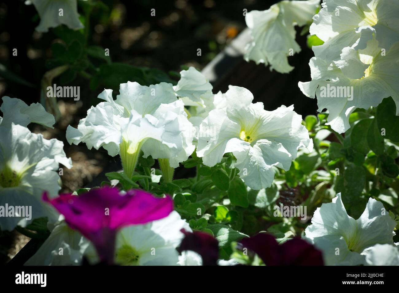 Bright petunia flowers. Background of petunia flowers Stock Photo Alamy