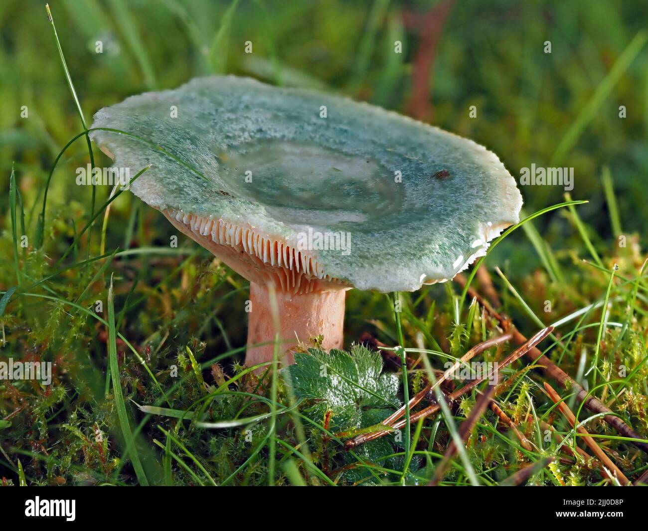blue green cap of Charcoal burner mushroom (Russula cyanoxantha) with thick white stem growing in short grass below beech tree in Cumbria, England, UK Stock Photo