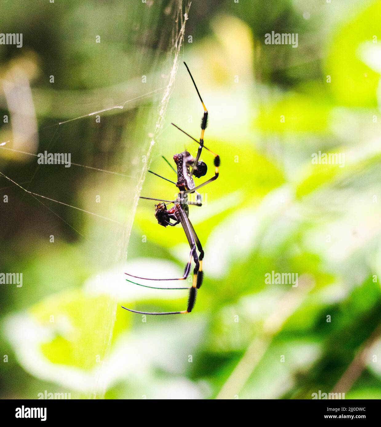 golden silk spider in the jungle of Costa Rica Stock Photo