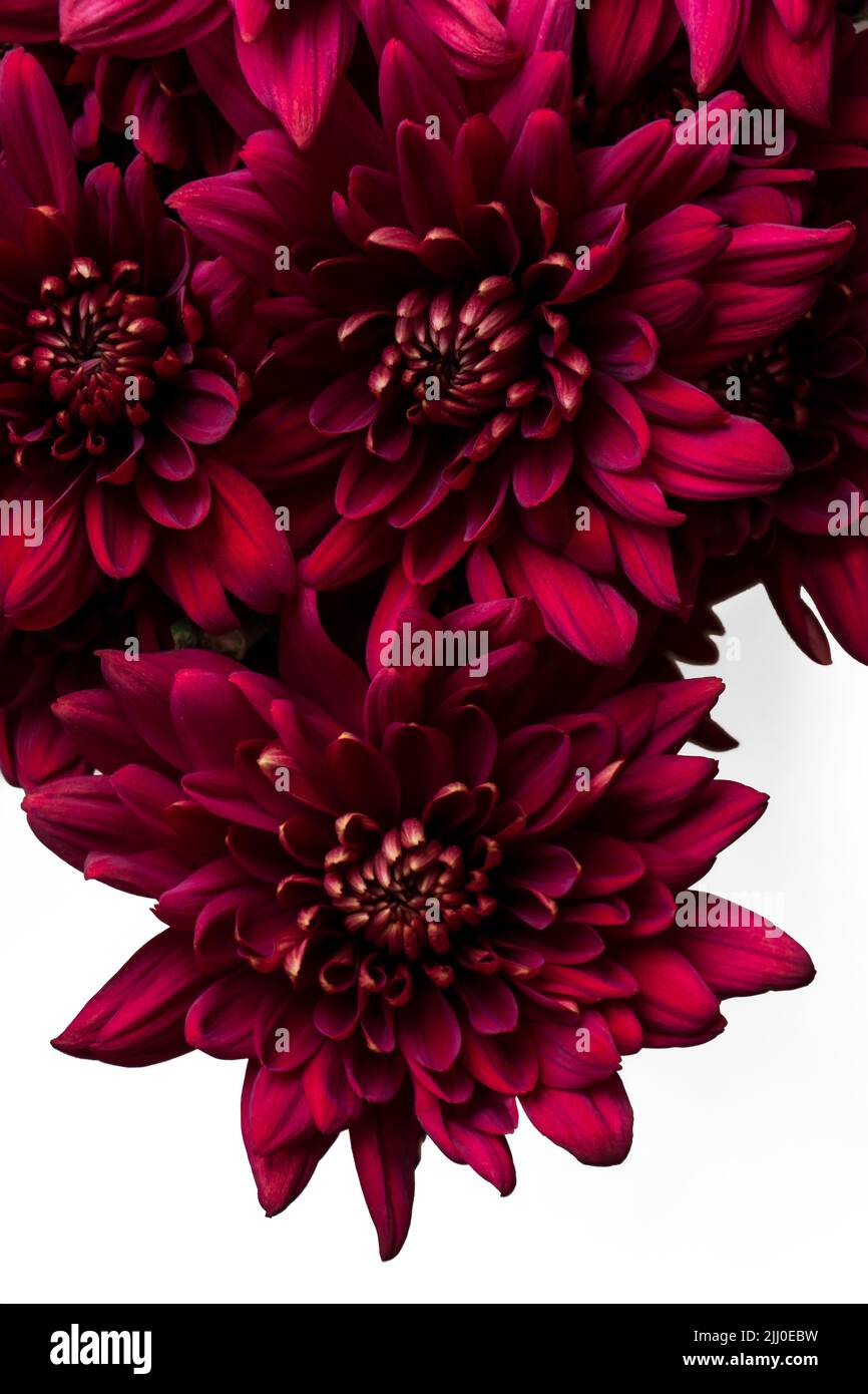 Burgundy chrysanthemum flowers on a white background Stock Photo