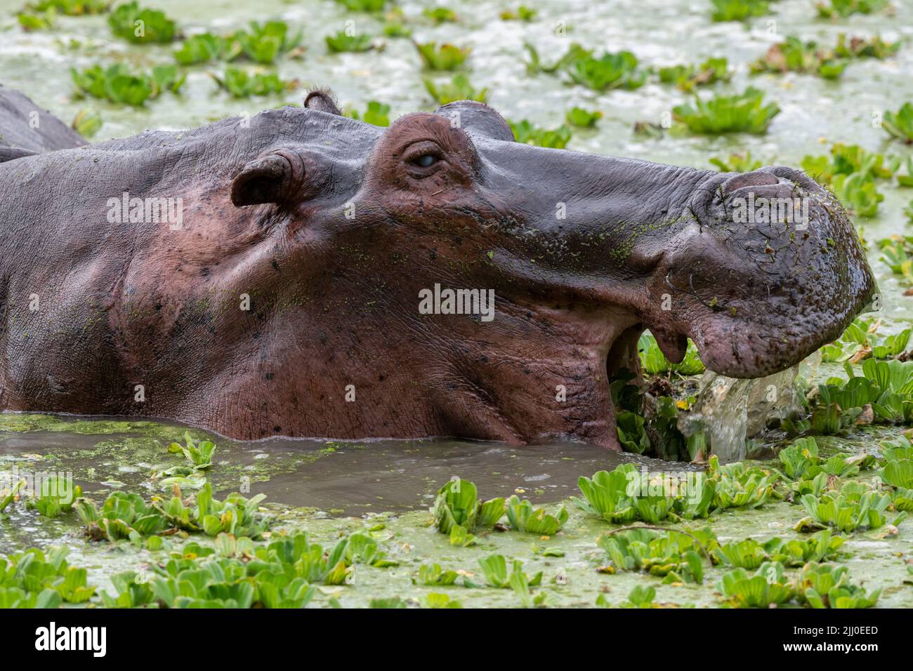 Zambia, South Luangwa National Park. Hippopotomus eating (WILD: Hippopotamus amphibius) Stock Photo