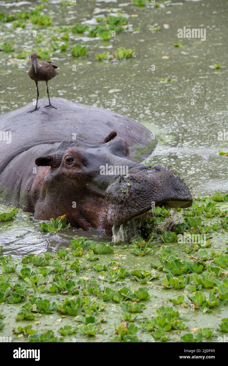 Zambia, South Luangwa National Park. Hippopotomus in water (WILD: Hippopotamus amphibius) with hamerkop. Stock Photo