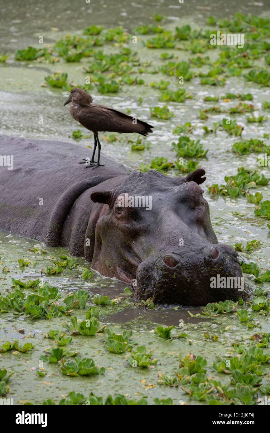 Zambia, South Luangwa National Park. Hippopotomus in water (WILD: Hippopotamus amphibius) with hamerkop. Stock Photo