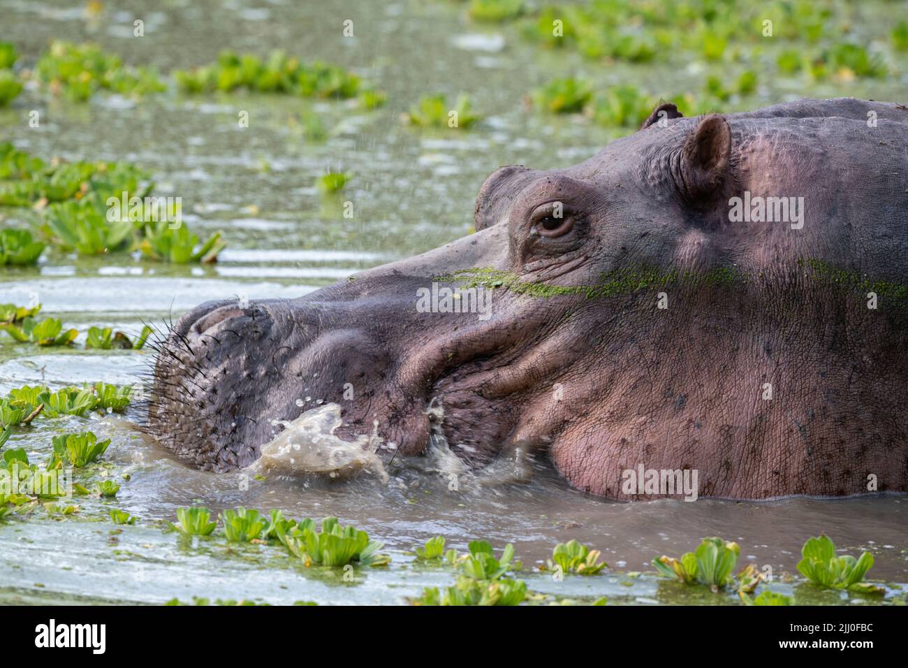 Zambia, South Luangwa National Park. Hippopotomus eating (WILD: Hippopotamus amphibius) Stock Photo