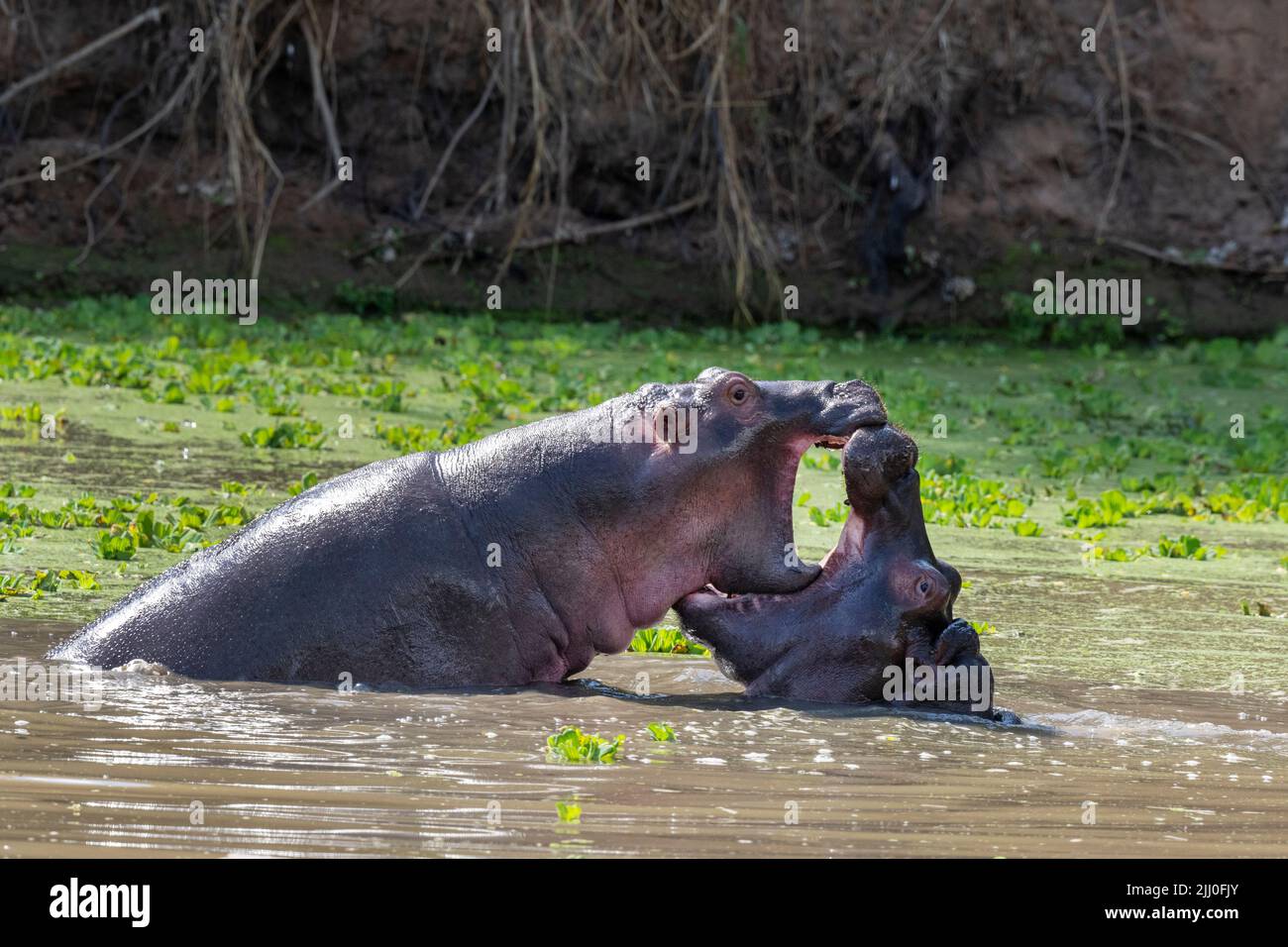 Zambia, South Luangwa National Park. Two young hippos mock fighting in water (WILD: Hippopotamus amphibius) Stock Photo