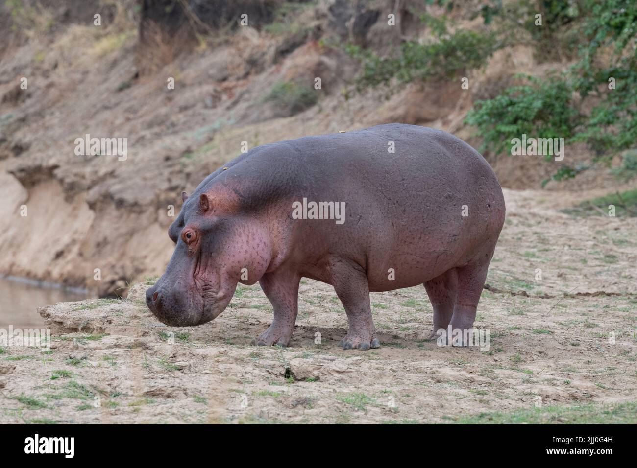 Zambia, South Luangwa National Park. Hippopotomus out of water(WILD: Hippopotamus amphibius) Stock Photo