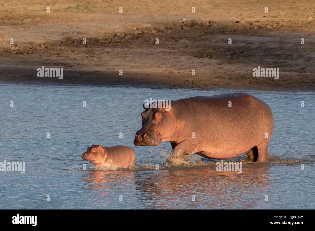 Zambia, South Luangwa National Park. Hippopotomus mother and baby in river (WILD: Hippopotamus amphibius) Stock Photo