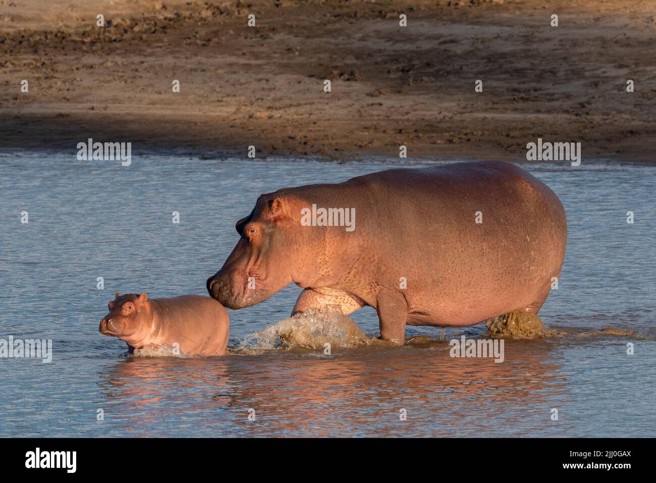 Zambia, South Luangwa National Park. Hippopotomus mother and baby in river (WILD: Hippopotamus amphibius) Stock Photo