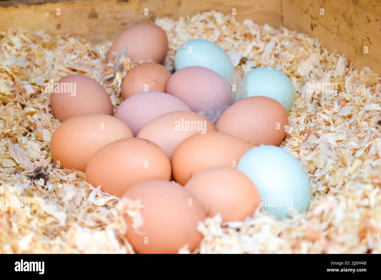 Colorful chicken eggs in a barn Stock Photo Alamy