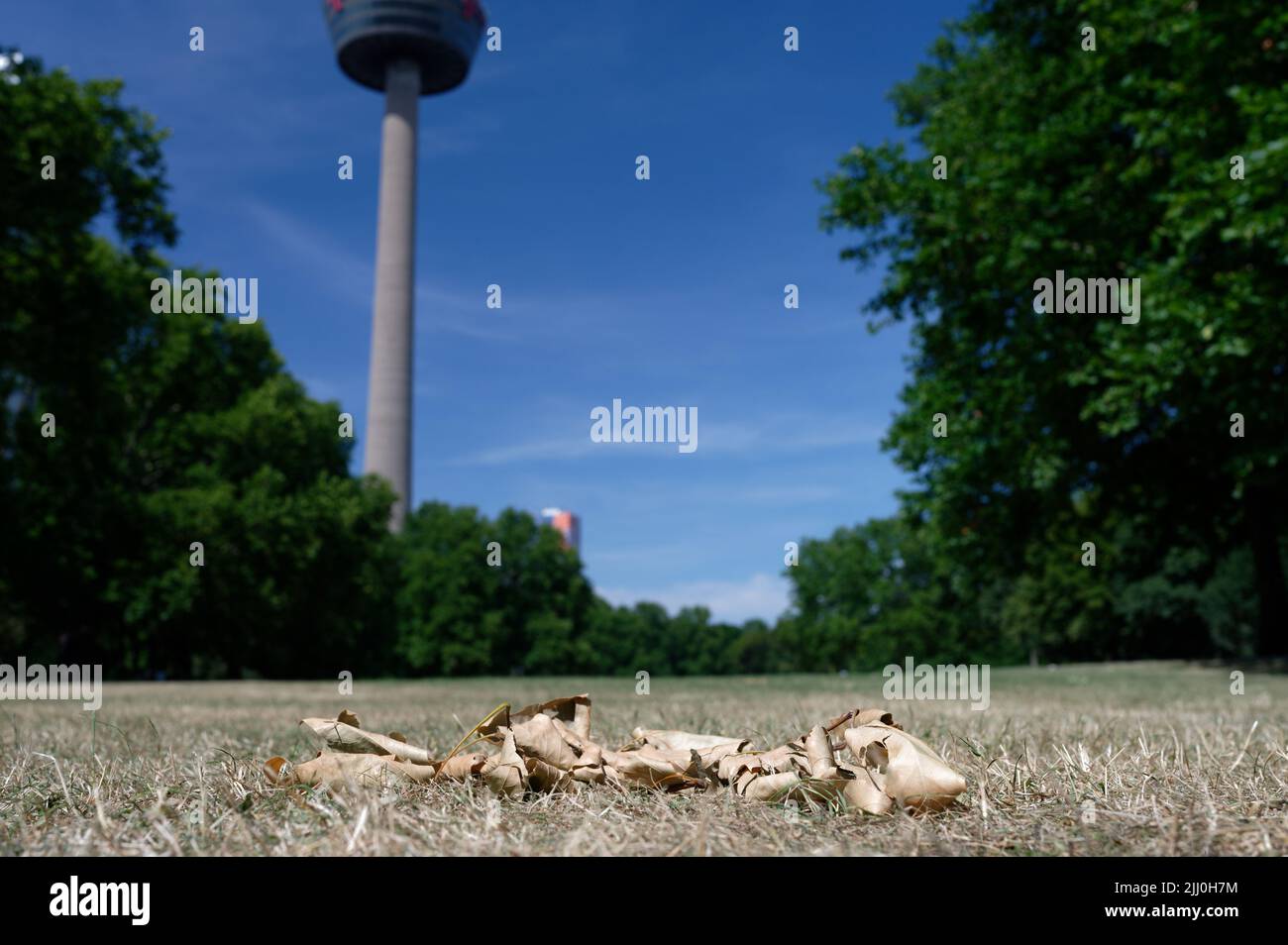 dried leaves on withered lawn in a park in cologne in summer 2022 Stock Photo