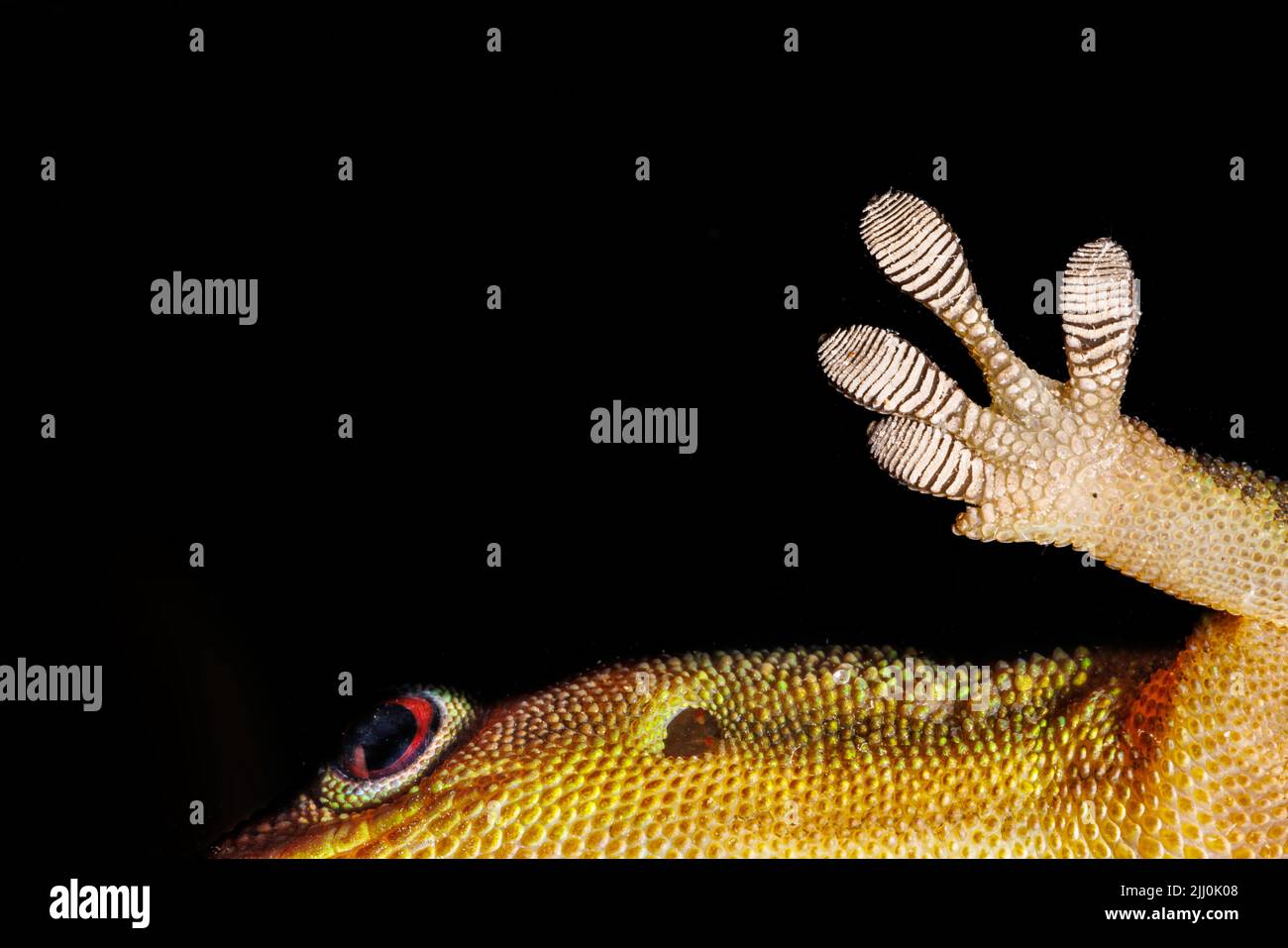 Close up of underside of the foot of a gold dust day gecko, Phelsuma laticauda, Hawaii. Stock Photo