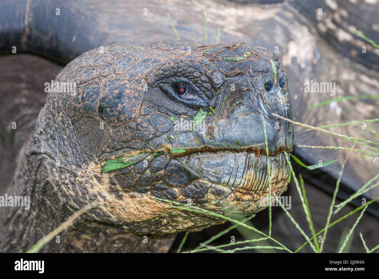 A Galapagos giant tortoise, Geochelone elephantopus, in a grassy field on Santa Cruz Island, Galapagos Archipelago, Ecuador Stock Photo