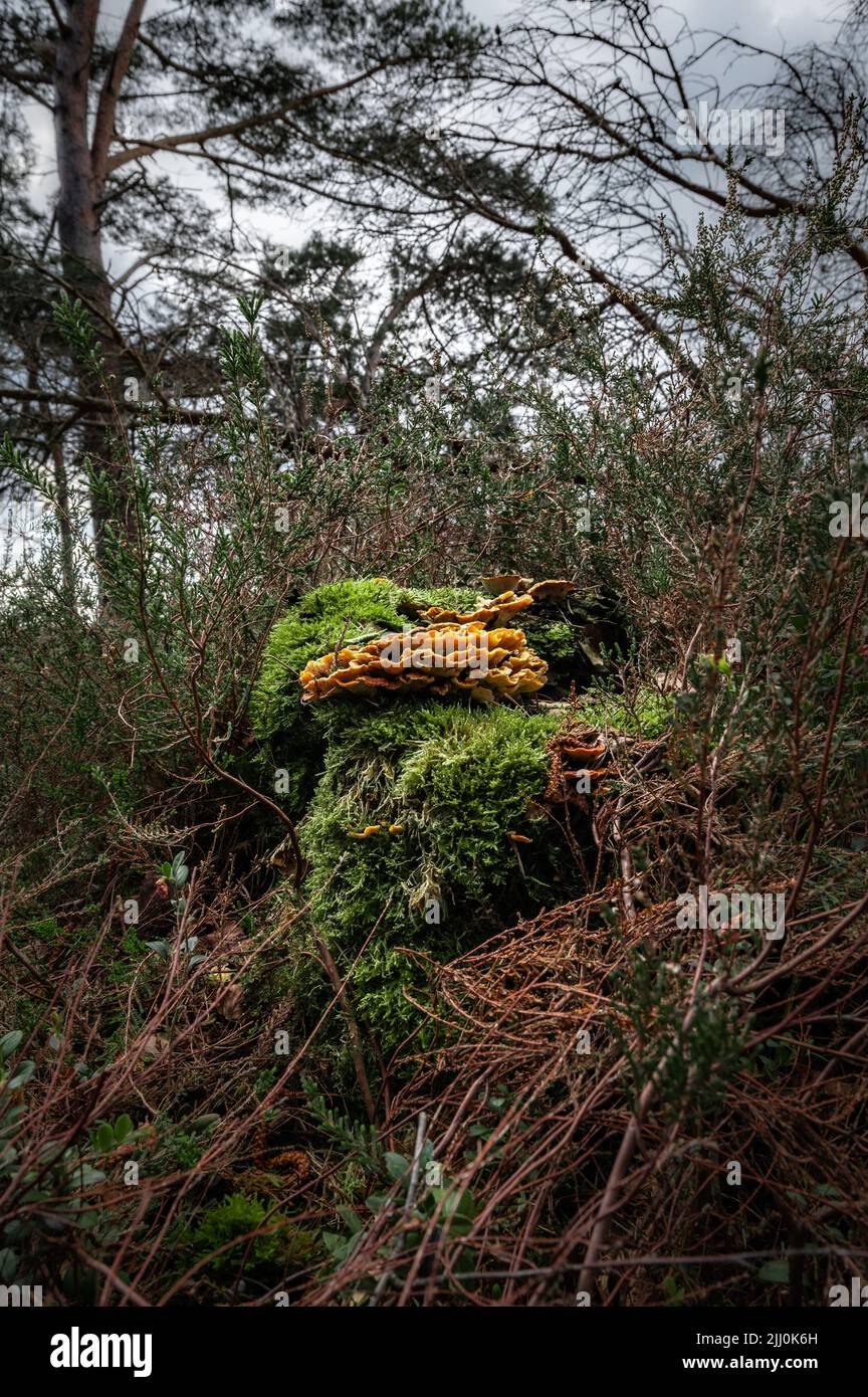 A stump in the forest covered with moss and tiny mushrooms Stock Photo ...