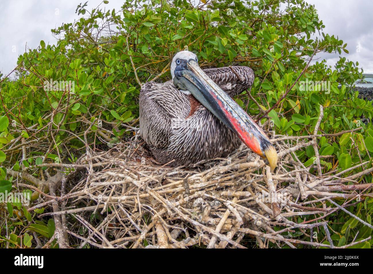 Brown Pelican, Pelecanus occidentalis, sitting on it's nest on Santa Cruz Island, Galapagos Archipelago, Ecuador. Stock Photo