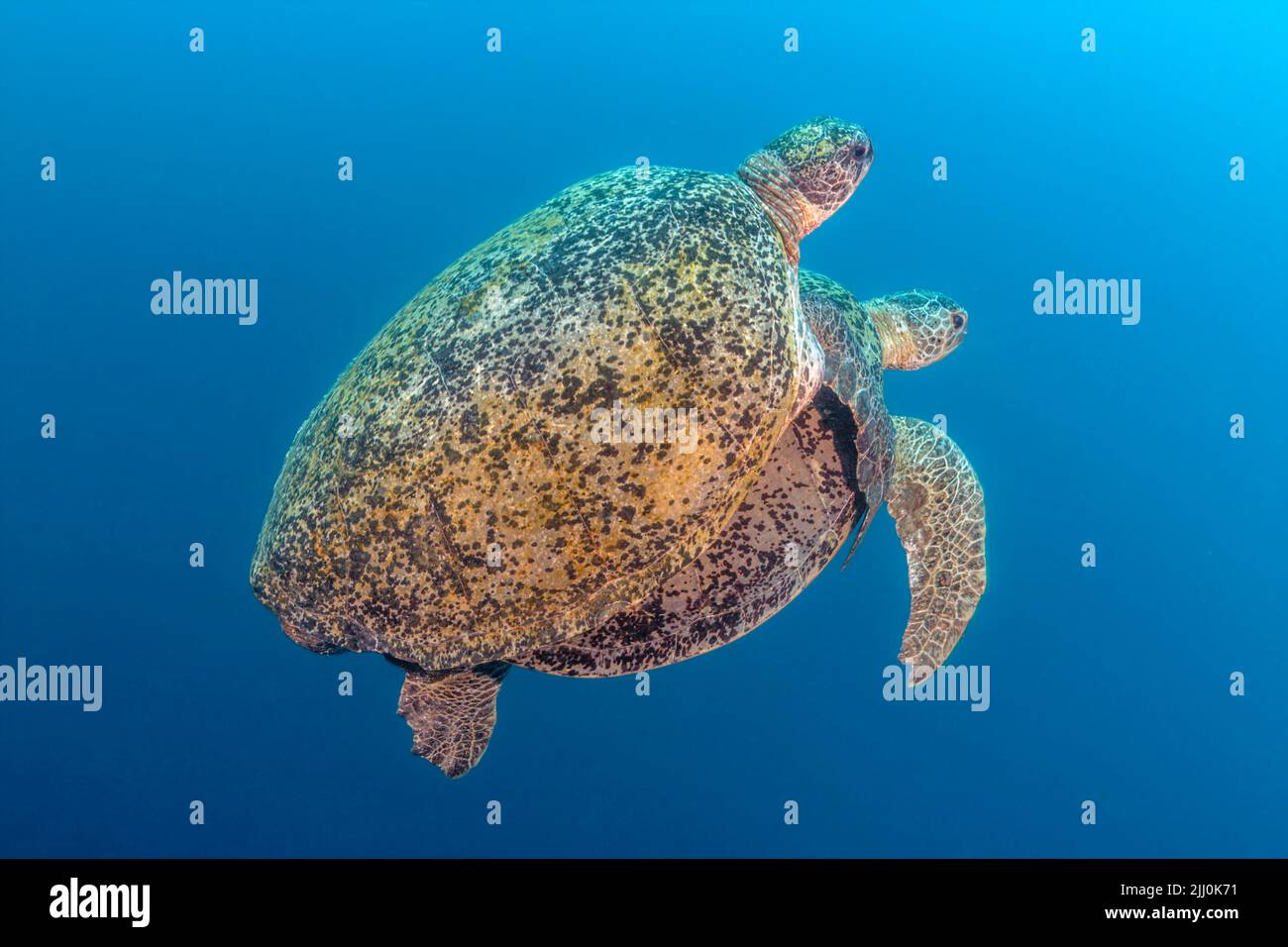This male green sea turtle, Chelonia mydas, is coupled with the female who tows the clinging male through the water and to the surface to breathe, Sip Stock Photo