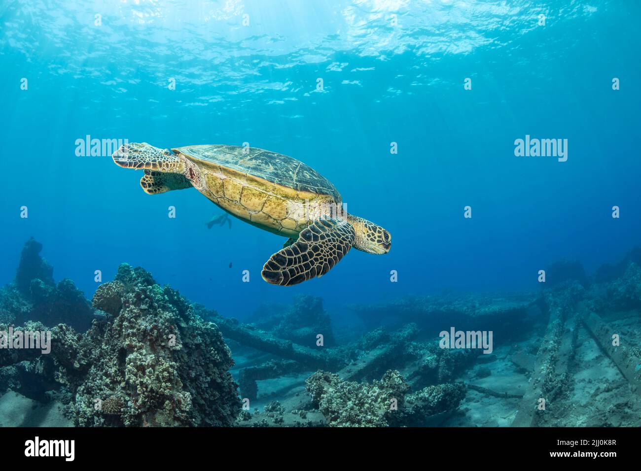 A green sea turtle, Chelonia mydas, an endangered species, makes it's way over huge concrete slabs from the collapsed Mala Wharf, off Lahaina, Maui, H Stock Photo