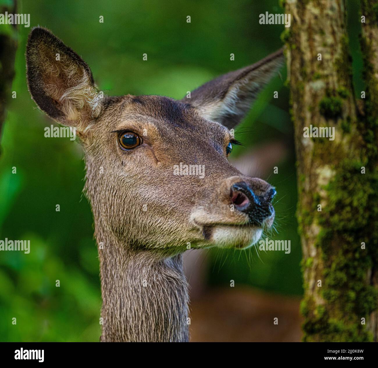 Red deer in the woods of Norway Stock Photo