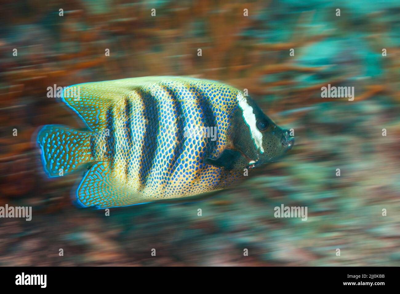 A motion blurred image of a six-banded Angelfish, Holacanthus sexstriatus, on a reef off the island of Yap, Micronesia. Stock Photo