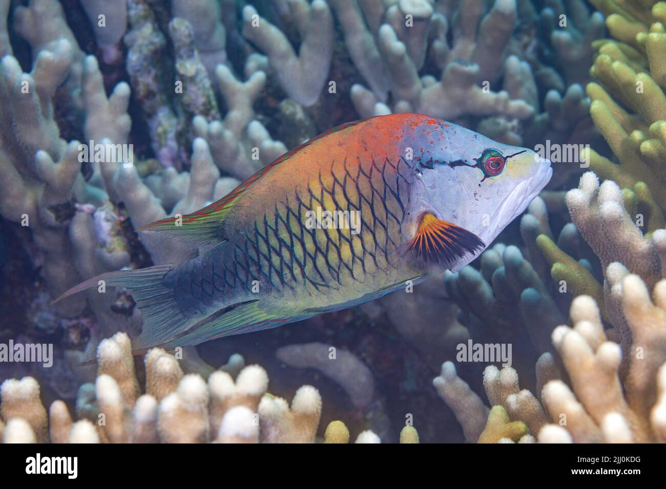 This is the terminal male phase of the slingjaw wrasse, Epibulus insidiator, Yap, Micronesia. The slingjaw wrasse gets its name from its highly protru Stock Photo