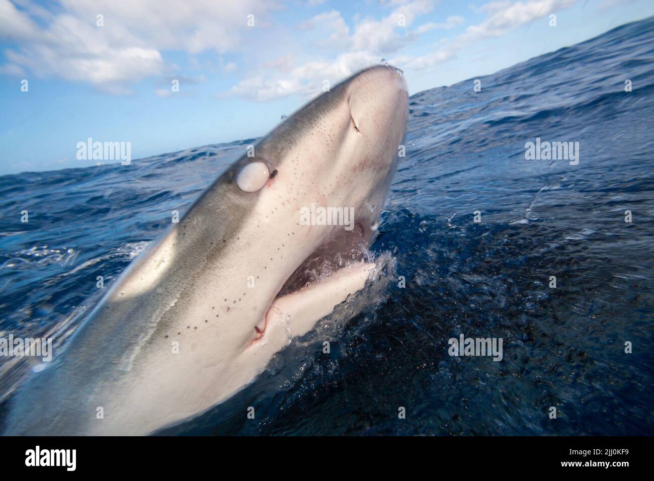 The Galapagos shark, Carcharhinus galapagensis can reach twelve feet in length and is listed as Òpotentially dangerousÓ. Covering itÕs eye is the nict Stock Photo