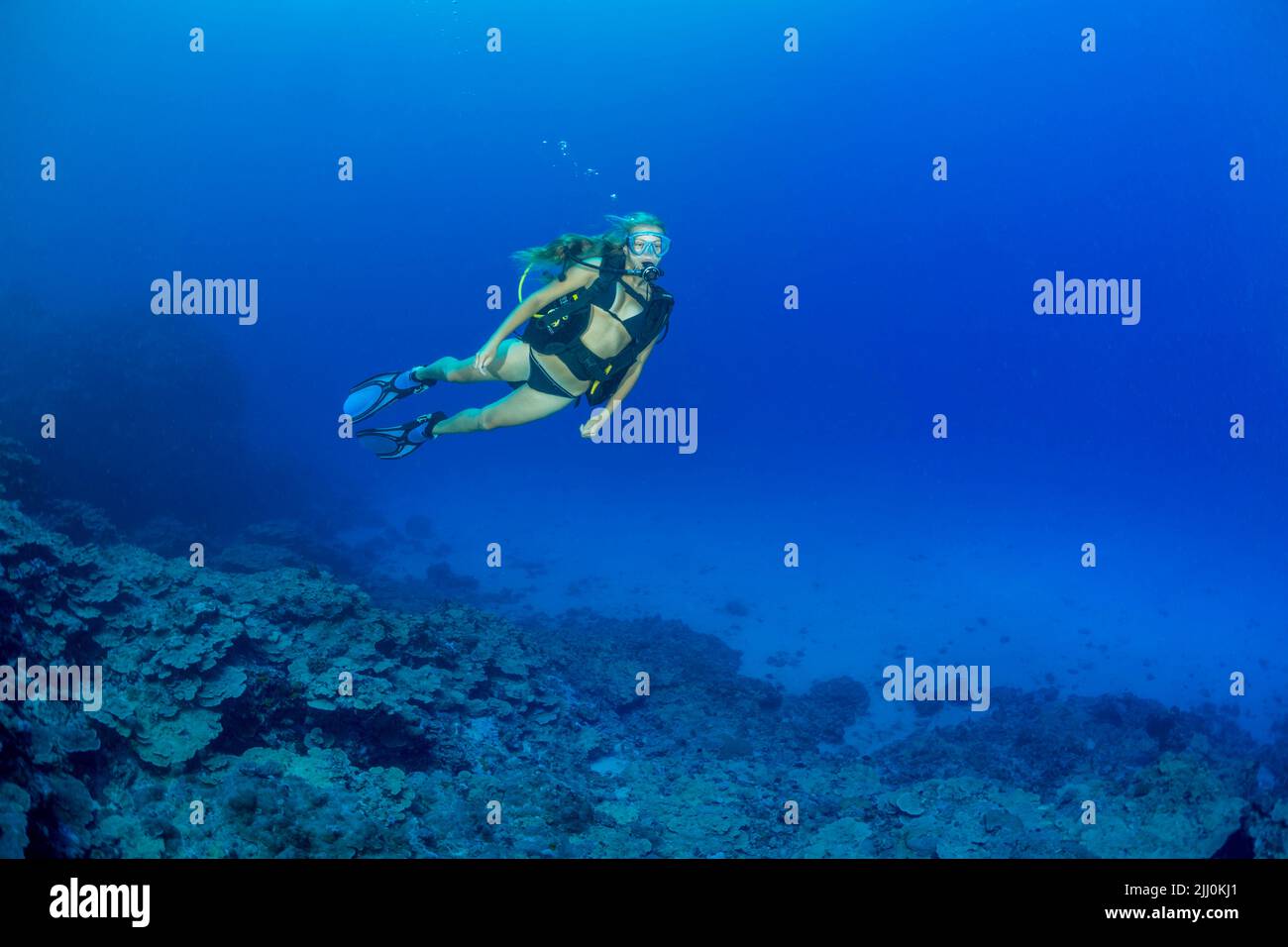 Diver (MR) above various hard corals on a reef off the island of Yap, Micronesia. Stock Photo
