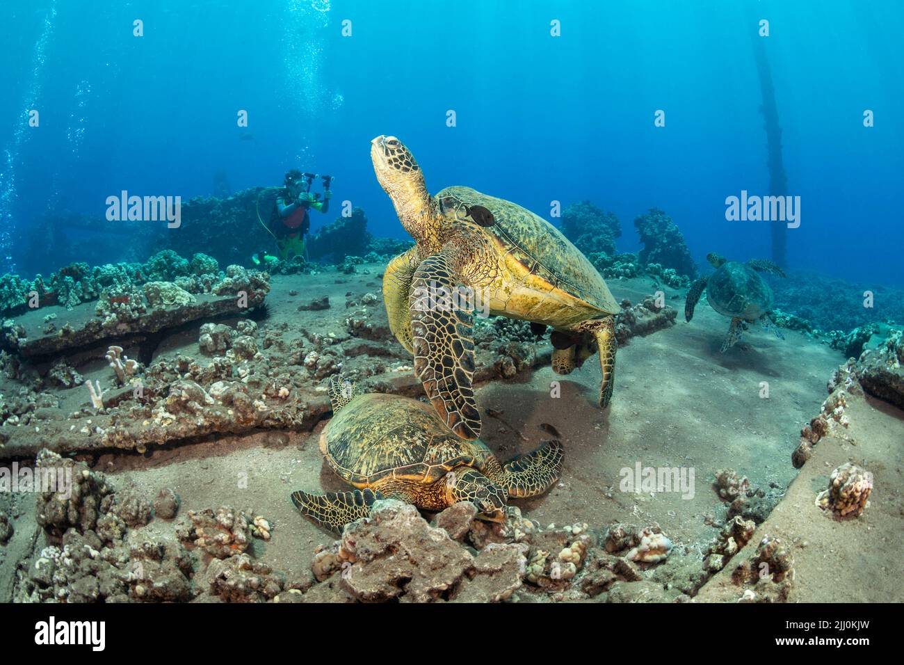 Green sea turtles, Chelonia mydas, and a diver (MR) with a camera over the remains of Mala Wharf, Maui, Hawaii. Stock Photo