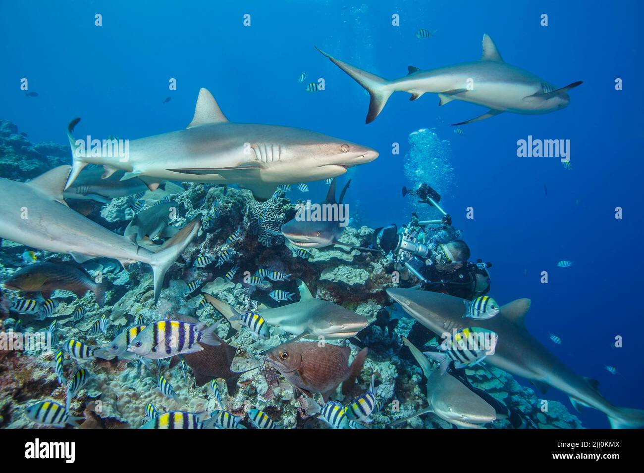 An underwater photographer (MR) surrounded by blacktip, Carcharhinus melanopterus, and gray reef sharks, Carcharhinus amblyrhynchos, off the island of Stock Photo