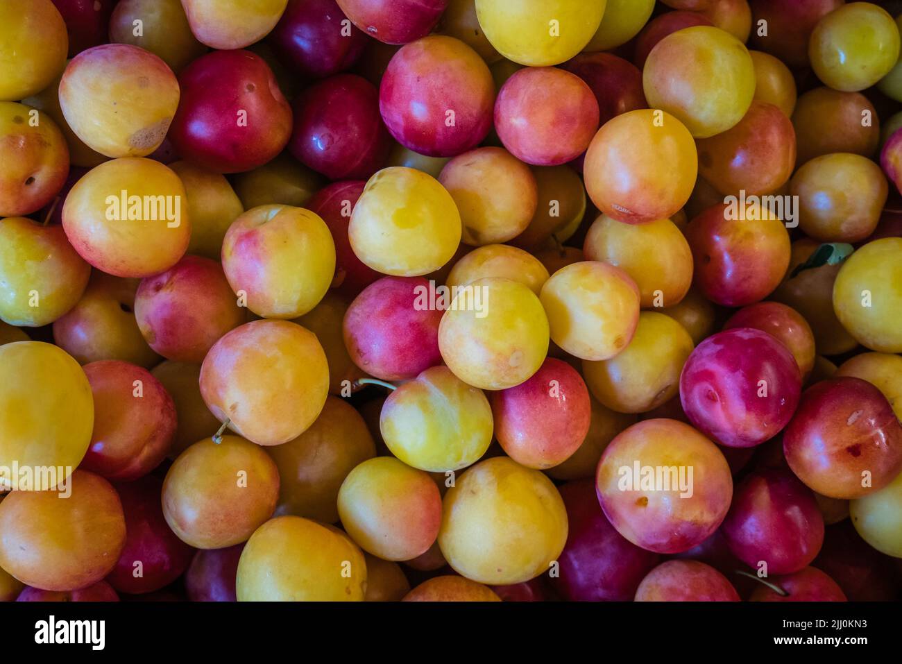 yellow and red plums Stock Photo