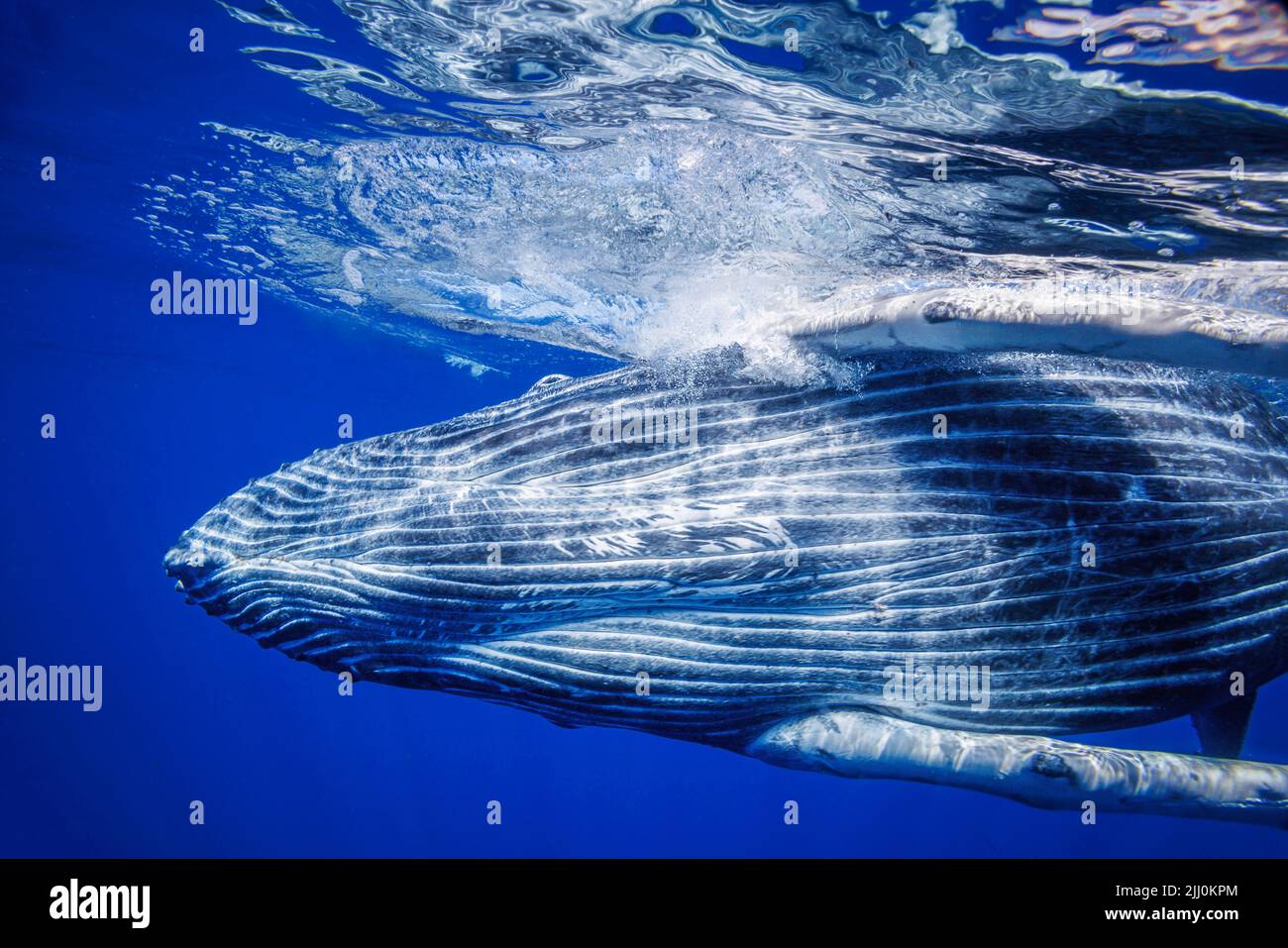 Humpback whale, Megaptera novaeangliae, underwater, Hawaii. Stock Photo