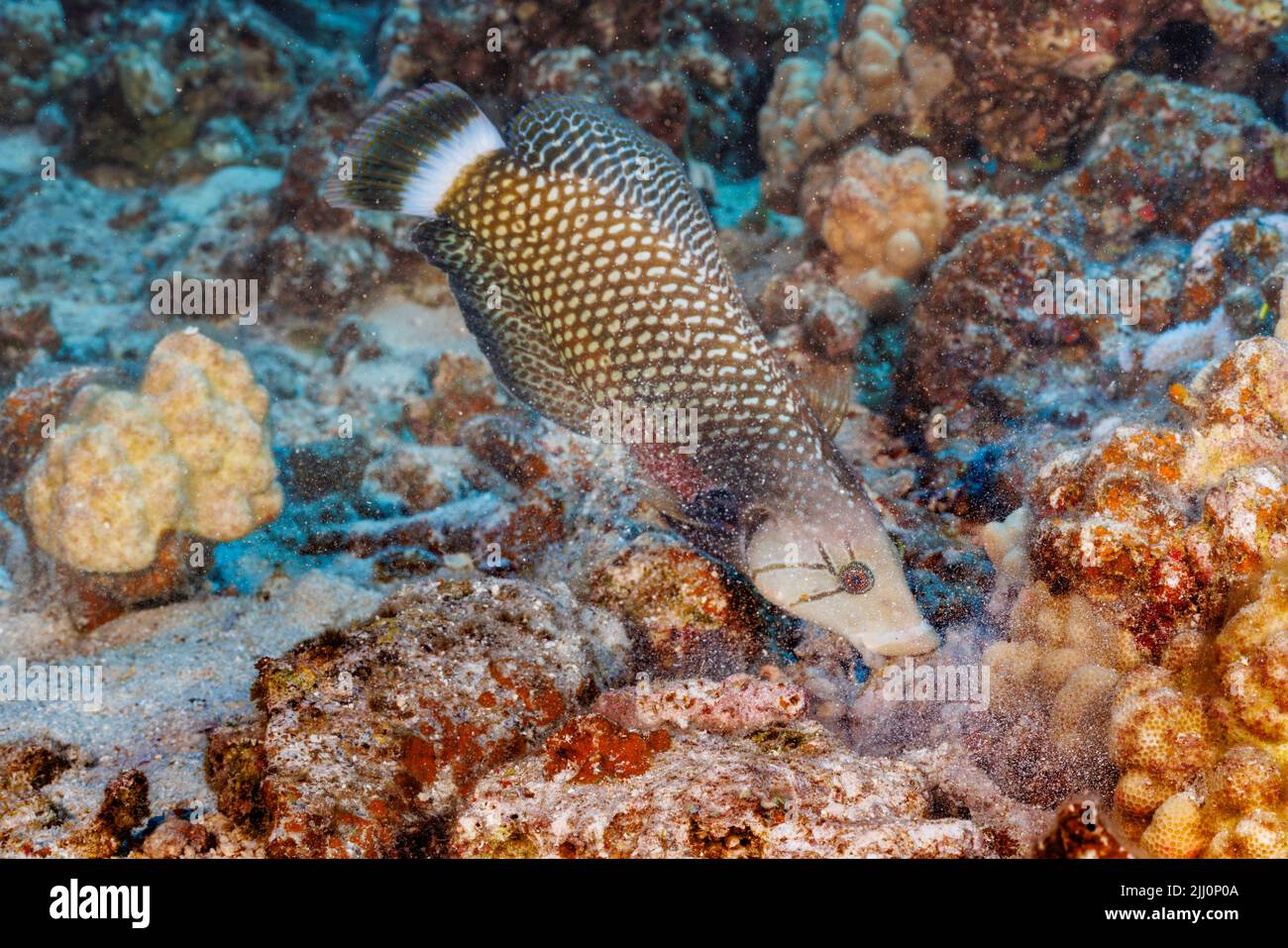 This rockmover wrasse, Novaculichthys taeniourus, is moving a chunk of rubble with its mouth to uncover possible prey underneathe, Hawaii. Stock Photo