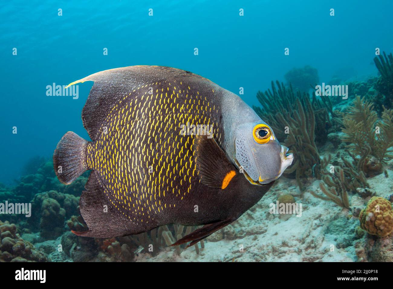 The French angelfish, Pomacanthus paru, is often found in pairs and is common in the Caribbean, Bonaire. Stock Photo