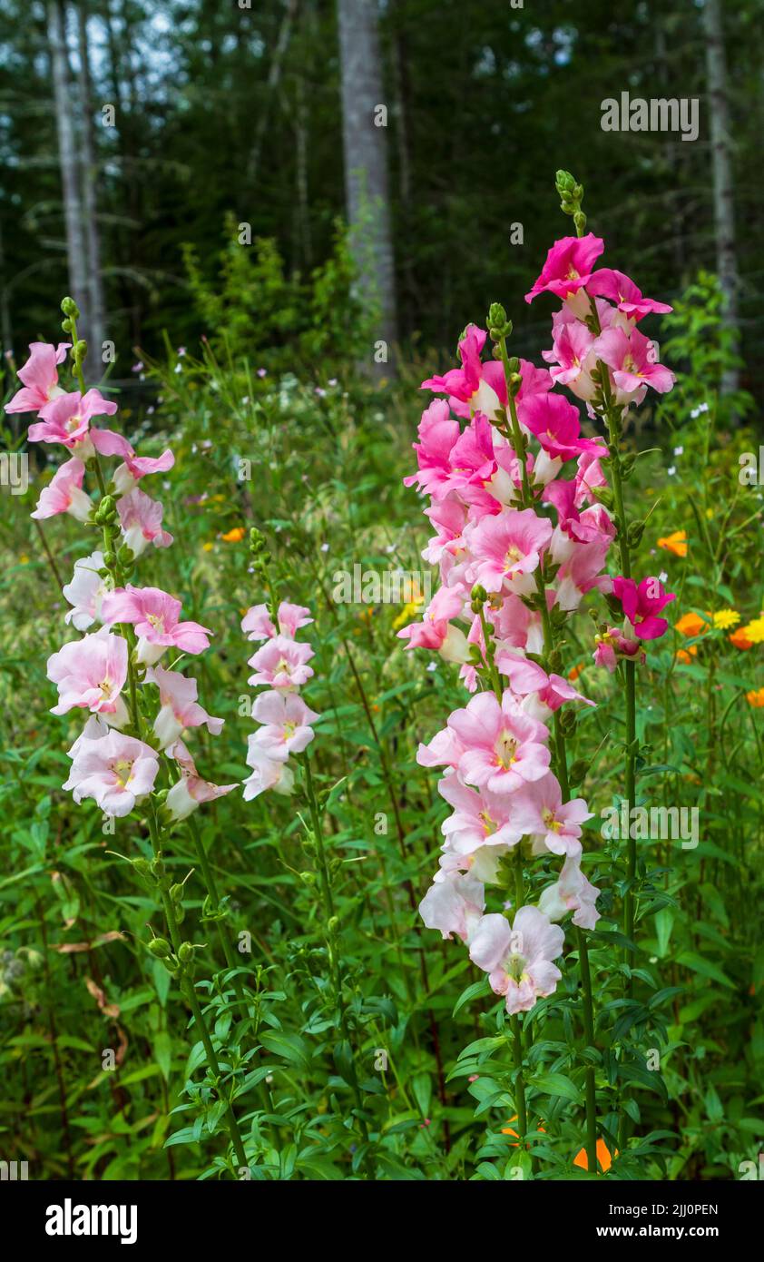 Snapdragons (Antirrhinum majus) in full bloom, with flowers ranging from pale to deep bright pink, growing in a summer garden. Stock Photo