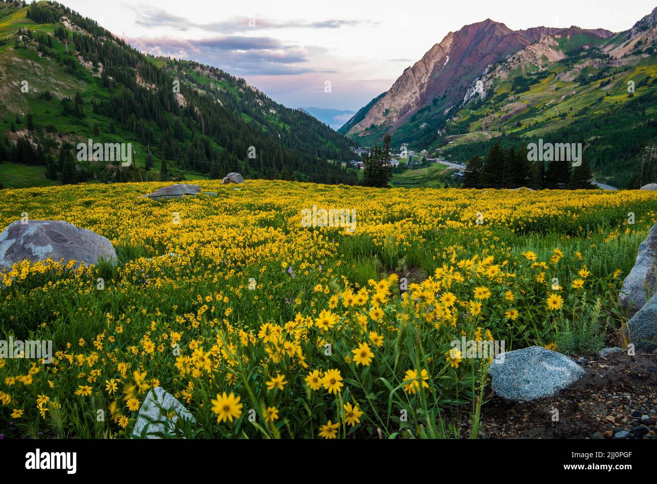 Yellow Balsam Root swaying gently in the morning breeze, overlooking the ski town of Alta, Utah, USA. Elevation above 8000' (2200 mtrs.) Stock Photo