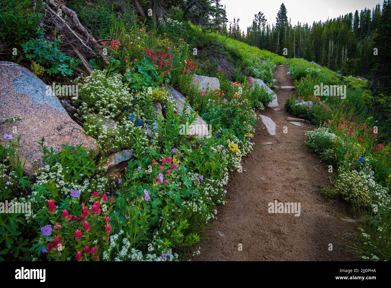 A mountain trail lined with vibrant wildflowers. The Albion Basin near Salt Lake City is world famous for its beautiful and prolific wildflowers. Stock Photo