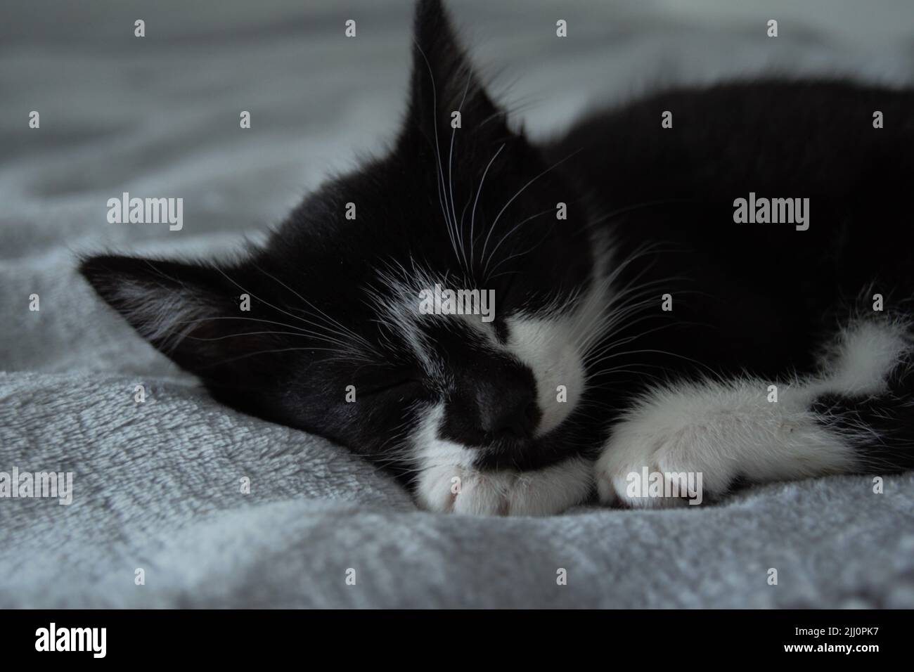 A cute sleeping black and white cat Stock Photo - Alamy