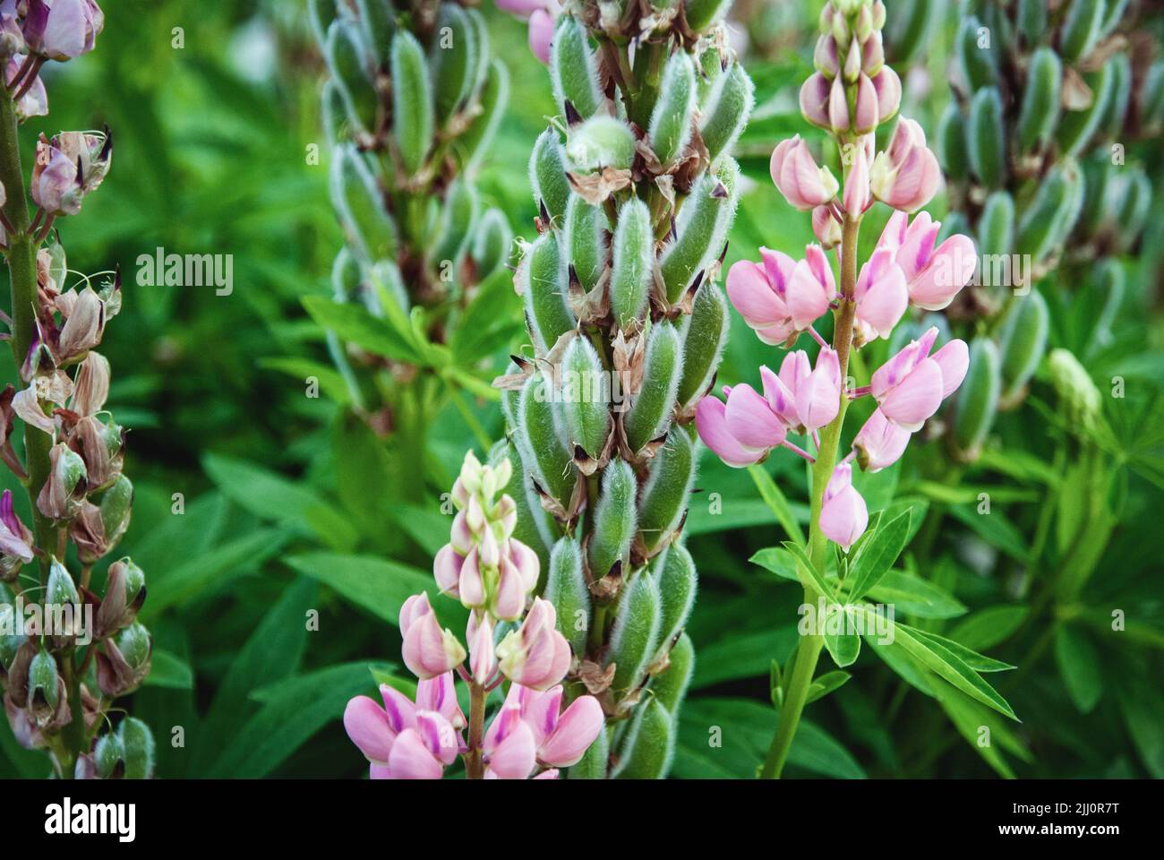Lupine plant with seed pods and pink flowers, Lupinus polyphyllus in