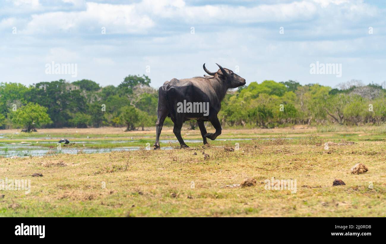 Local Buffalo Buffalo in the national park of Sri Lanka Stock Photo - Alamy