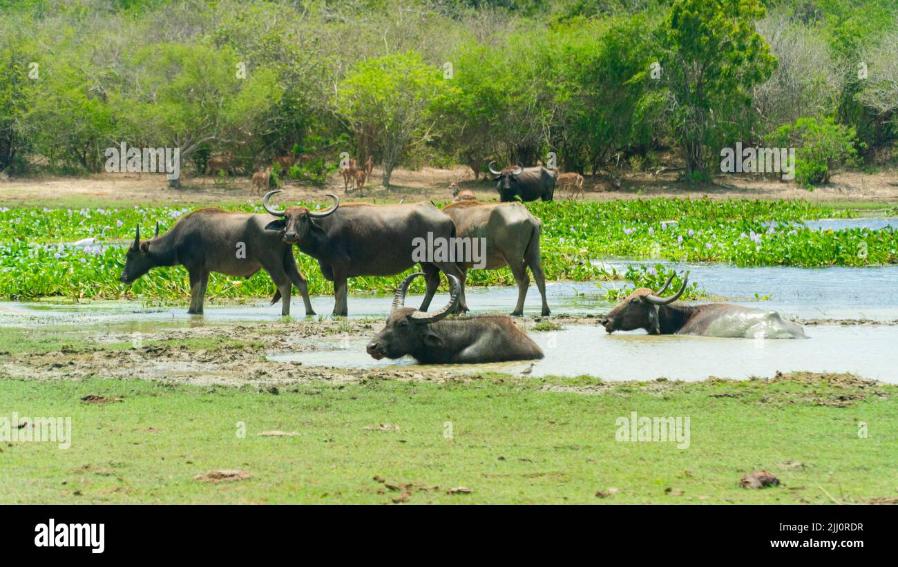 Local Buffalo Buffaloes in the national park of Sri Lanka Stock Photo - Alamy