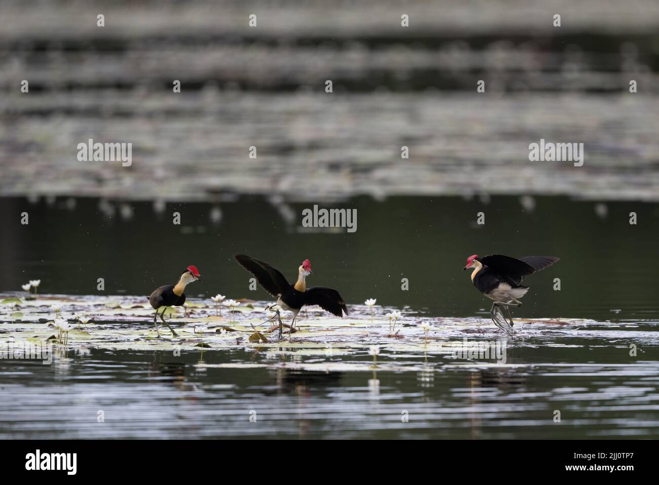 Comb-crested Jacanas having a territorial dispute on lilly-pads in a waterhole in Far North Queensland in Australia. Stock Photo