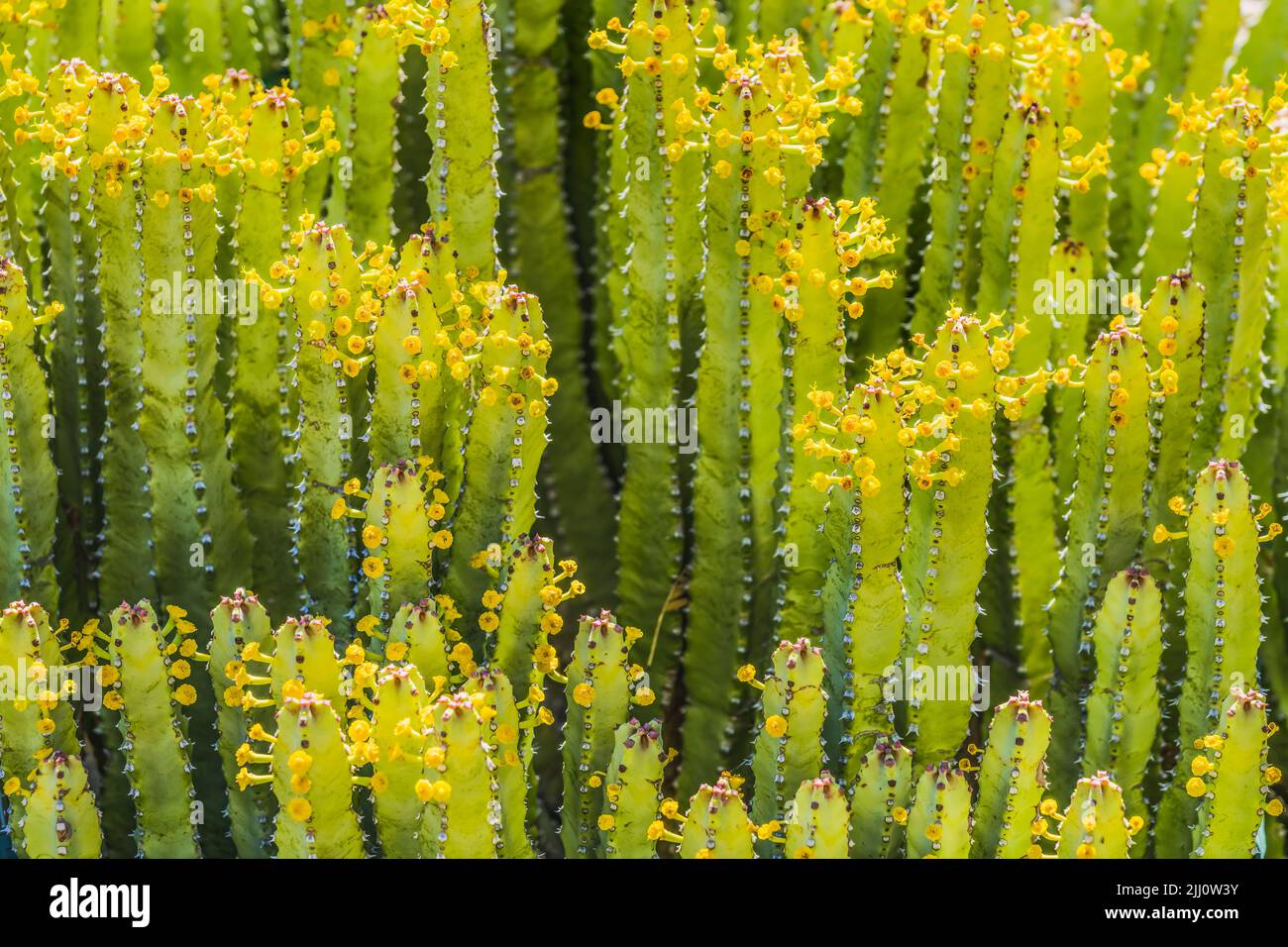 Euphorbia Resinifera African Spurge Cactus Yellow Flowers Desert Botanical Garden Tucson Arizona Cctus native to Morocco Garden created in the 1960s Stock Photo