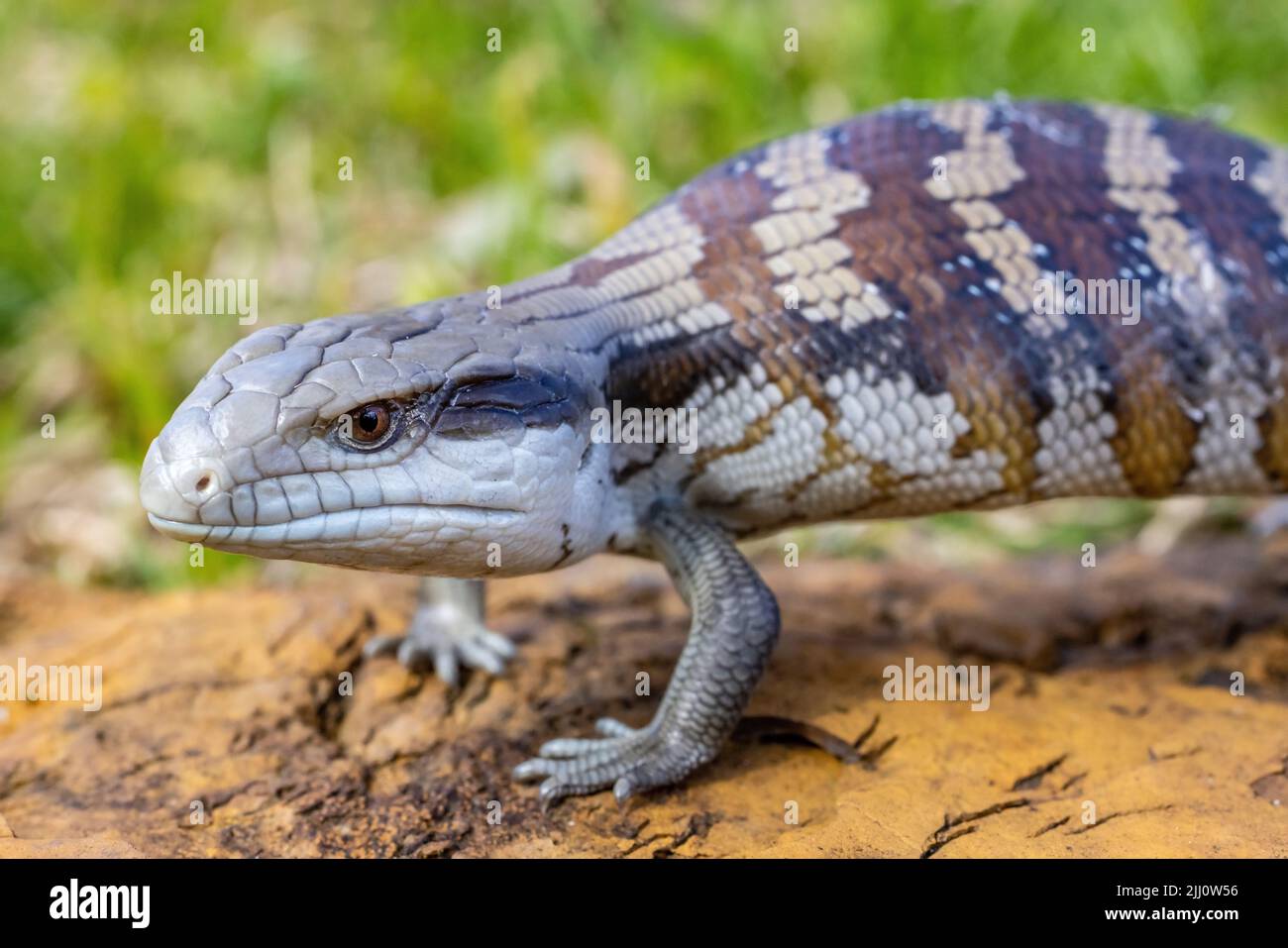 Australian Eastern Blue-tongue Lizard in defence posture Stock Photo