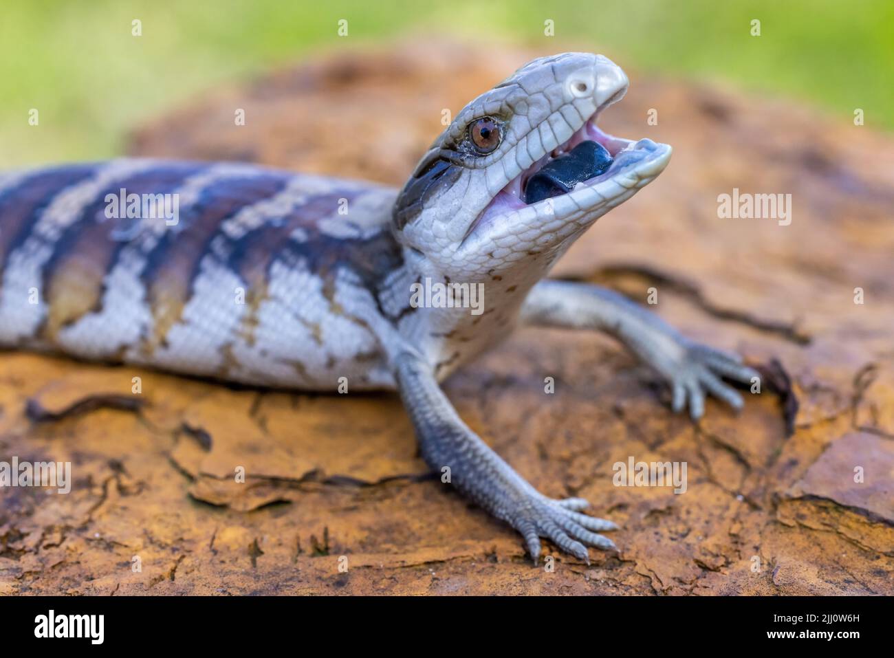 Australian Eastern Bluetongue Lizard in defence posture Stock Photo Alamy