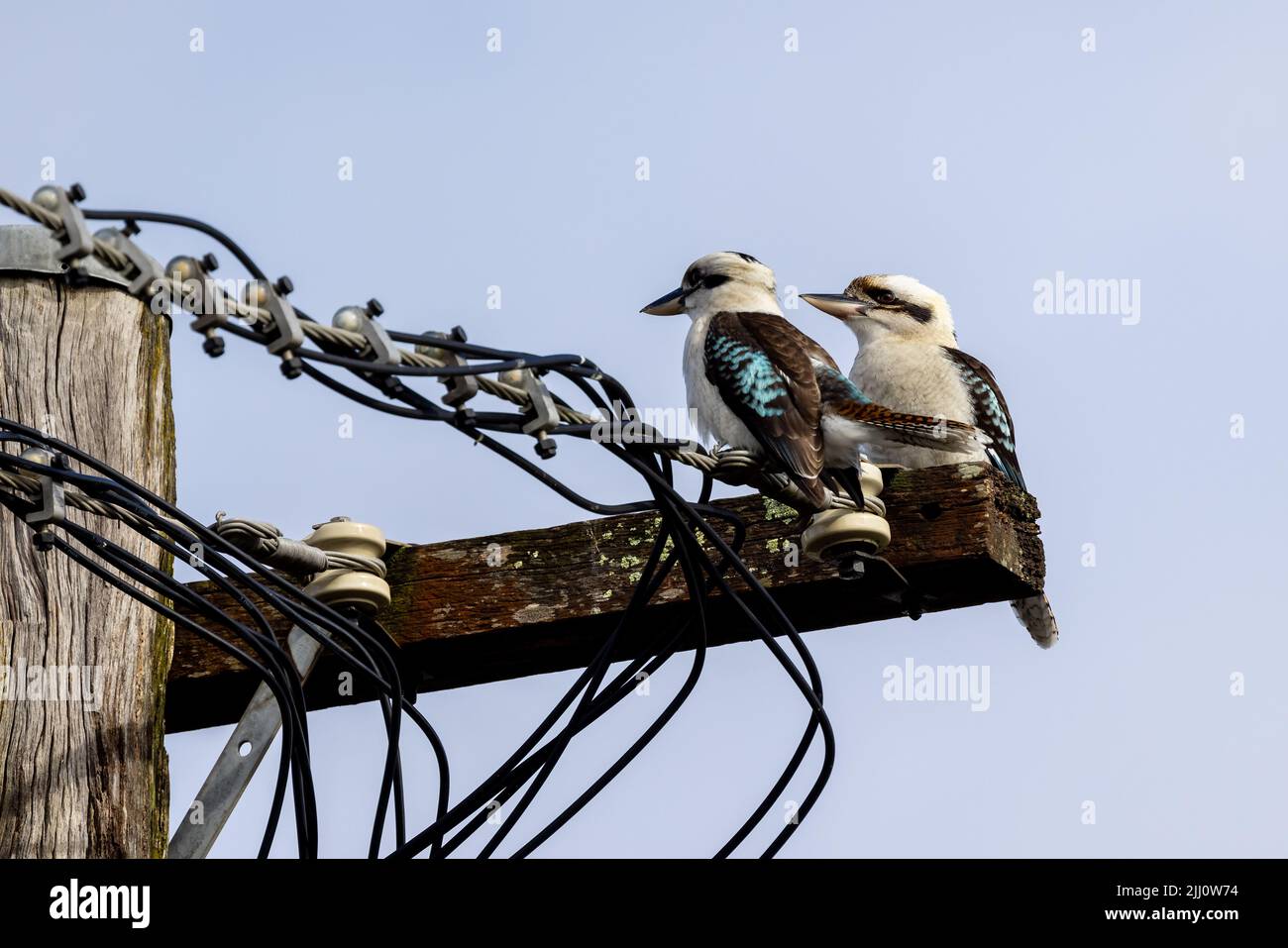 Laughing Kookaburra