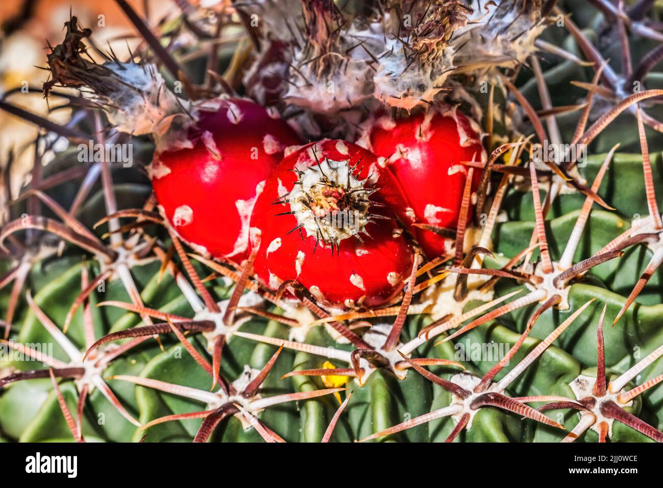 Colorful Red Cactus Plant Horsecrippler Desert Botanical Garden Tucson Arizona Garden created in the 1960s Stock Photo