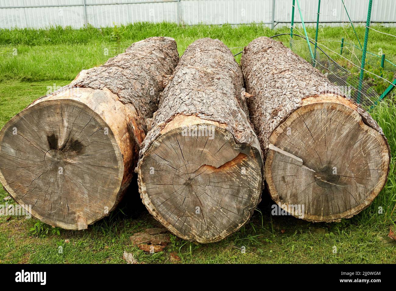 Lumberjack chopped the tree trunks for firewood with an axe. The texture of  cut wood. Natural chopped wood, for heating Stock Photo - Alamy
