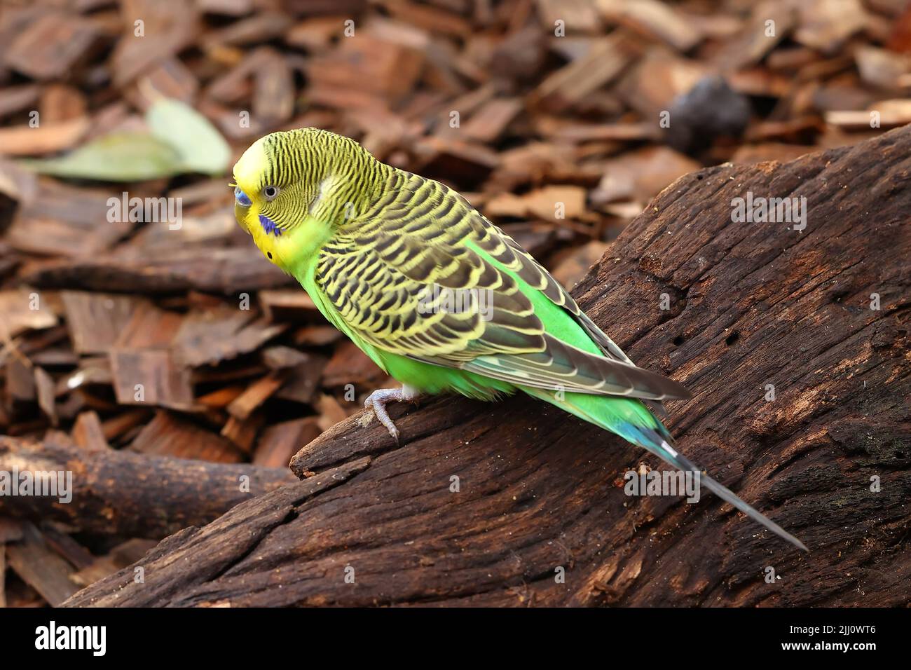 Natural colour of Australian Budgerigar Stock Photo