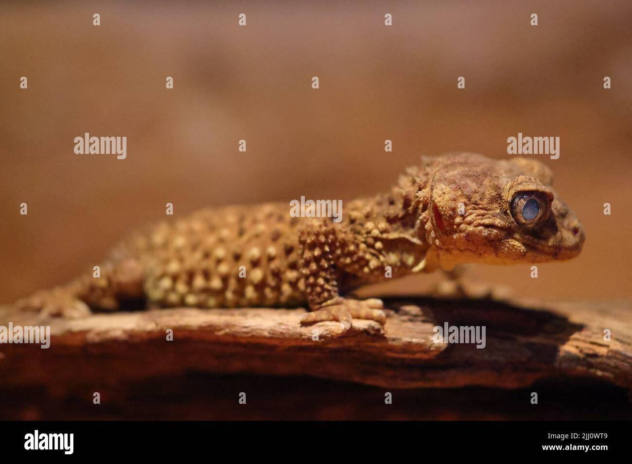 Close uu of Australian Prickly Knob-tailed Gecko Stock Photo