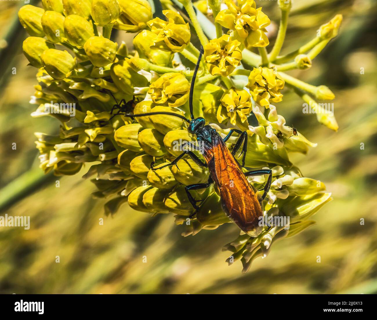 Orange Blue Tarantula Hawk Wasp Pompilidae Sonora Desert Museum Tucson